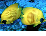 Welcome to Ecosystem Aquarium