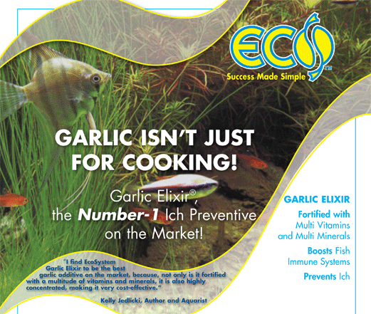 Photo-for-main-garlic-freshwater-page-on-web