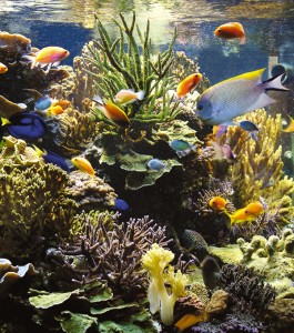 1Aquarienporträt 600