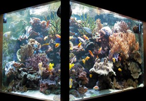 2Aquarienporträt 600