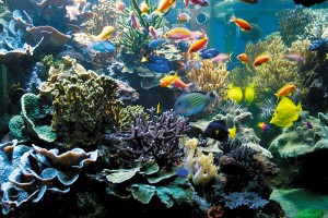 3Aquarienporträt 600