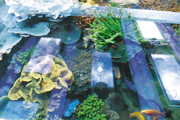 5Aquarienporträt 600